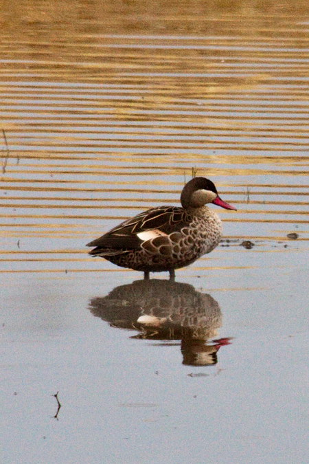 Red-billed Teal (Red-billed Duck), en route Ceres to Velddrif, South Africa