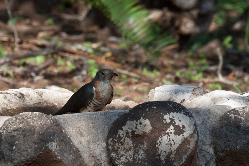 Red-chested Cuckoo, Mkuze Game Reserve, South Africa