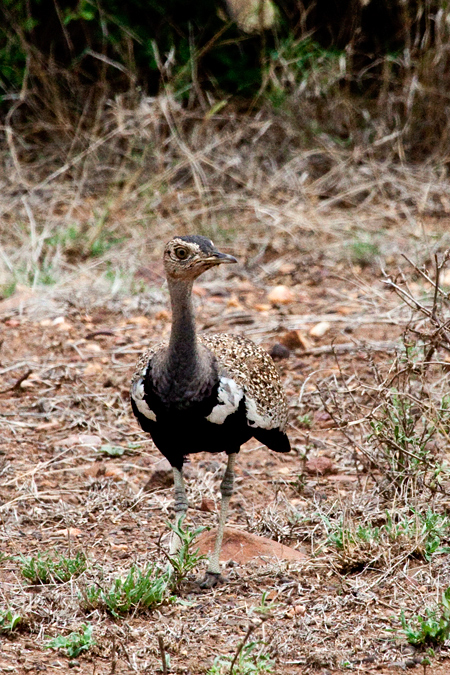 Red-crested Korhaan (Red-crested Bustard), En route Letaba to Olifant's  Rest Camp, Kruger National Park, South Africa