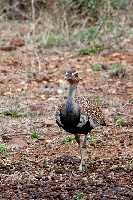 Red-crested Korhaan (Red-crested Bustard), En route Letaba to Olifant's  Rest Camp, Kruger National Park, South Africa