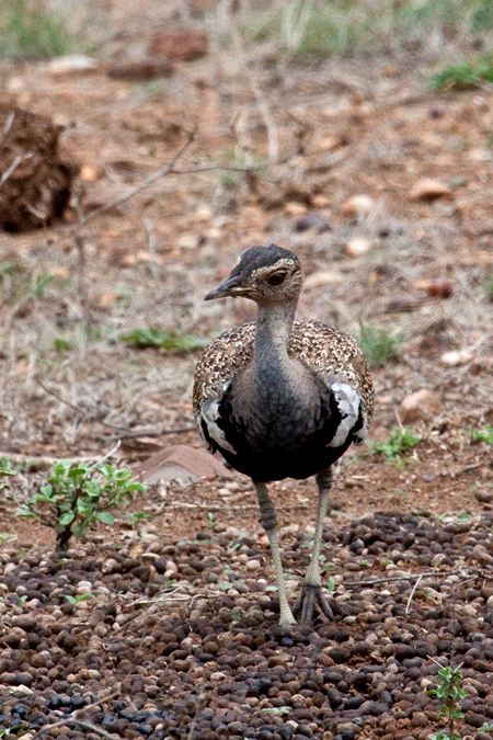 Red-crested Korhaan (Red-crested Bustard), En route Letaba to Olifant's  Rest Camp, Kruger National Park, South Africa