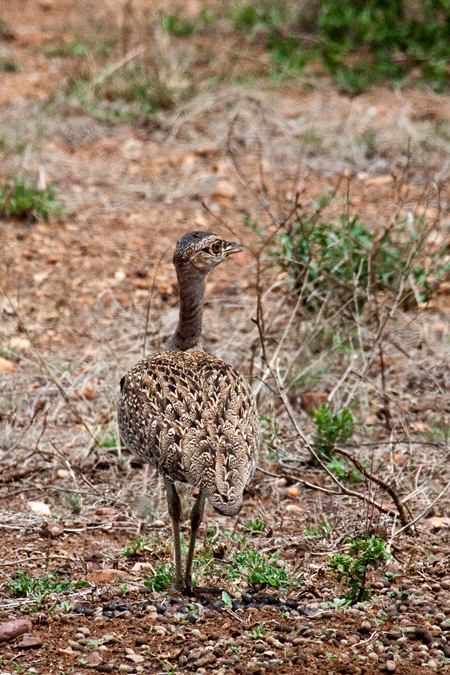 Red-crested Korhaan (Red-crested Bustard), En route Letaba to Olifant's  Rest Camp, Kruger National Park, South Africa