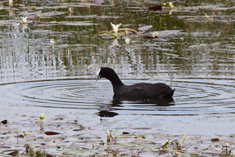 Red-knobbed Coot, en route Ceres to Velddrif, South Africa