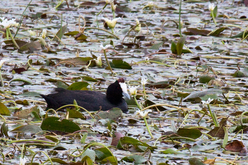 Red-knobbed Coot, en route Ceres to Velddrif, South Africa