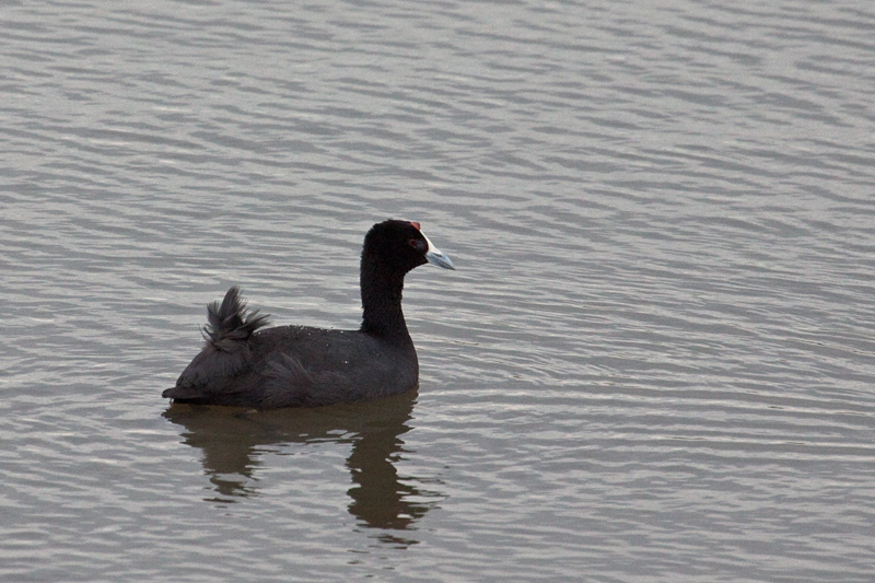 Red-knobbed Coot, Wakkerstroom Wetland Reserve, South Africa