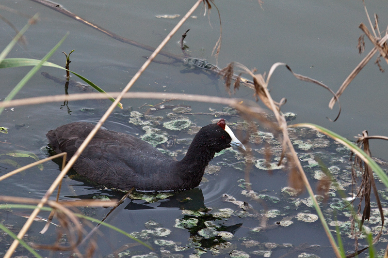 Red-knobbed Coot, Wakkerstroom Wetland Reserve, South Africa