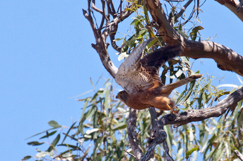 Rock Kestrel (Eurasian Kestrel), West Coast National Park, South Africa