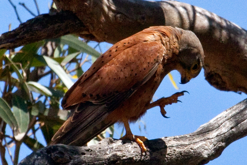 Rock Kestrel (Eurasian Kestrel), West Coast National Park, South Africa