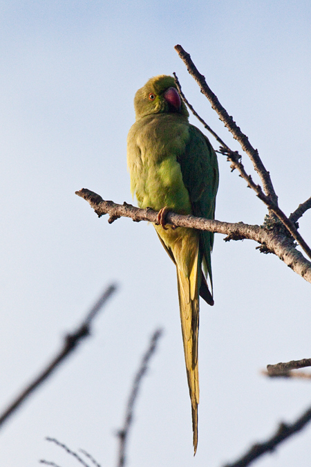 Rose-ringed Parakeet, Gateway Country Lodge, Umhlanga, South Africa