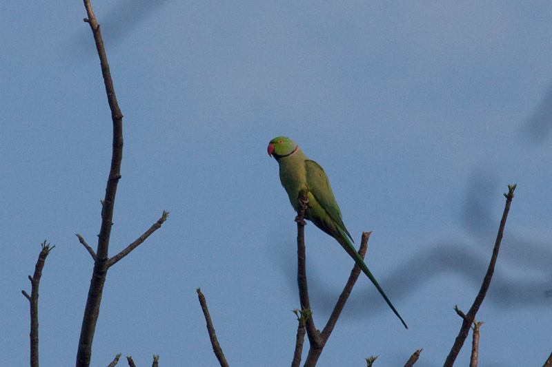 Rose-ringed Parakeet, Gateway Country Lodge, Umhlanga, South Africa