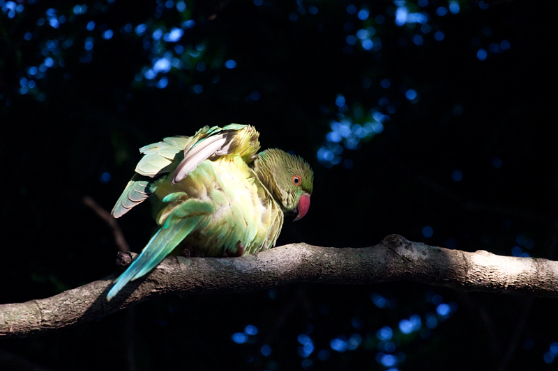 Rose-ringed Parakeet, Gateway Country Lodge, Umhlanga, South Africa