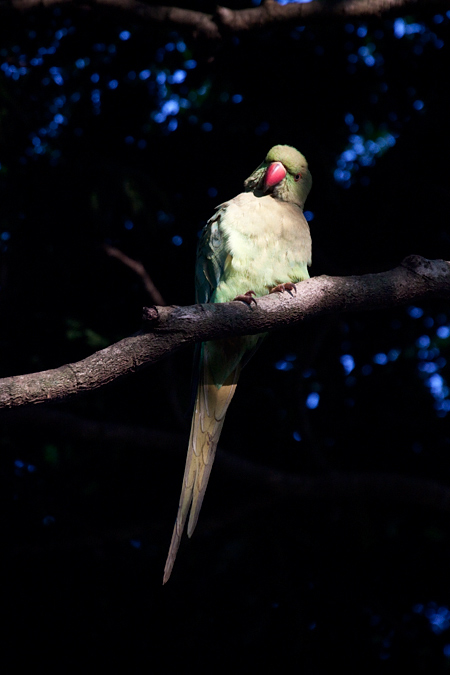 Rose-ringed Parakeet, Gateway Country Lodge, Umhlanga, South Africa