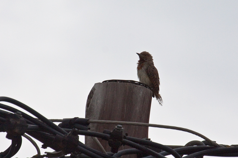 Red-throated Wryneck (Rufous-necked Wryneck), Wakkerstroom, South Africa