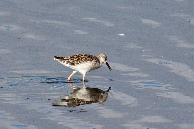 Ruff, Velddrif Salt Works, South Africa