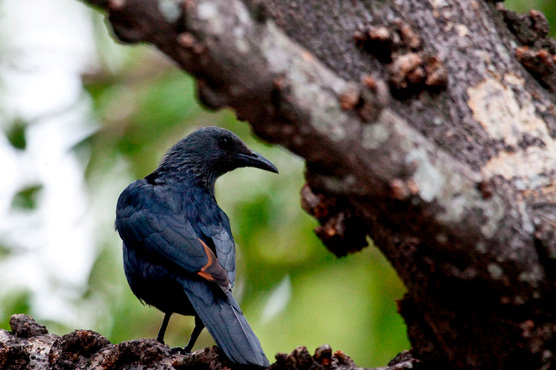 Red-winged Starling, en route Olifant's to Letaba Rest Camp, Kruger National Park, South Africa