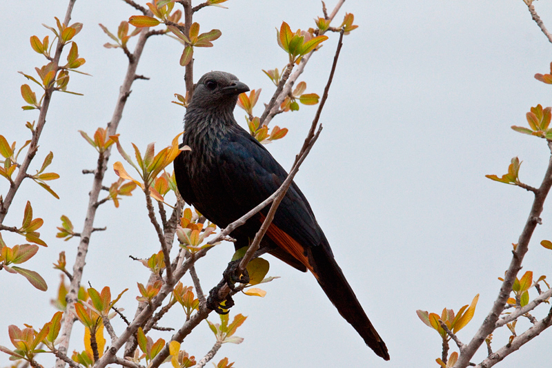 Red-winged Starling, en route Olifant's to Letaba Rest Camp, Kruger National Park, South Africa