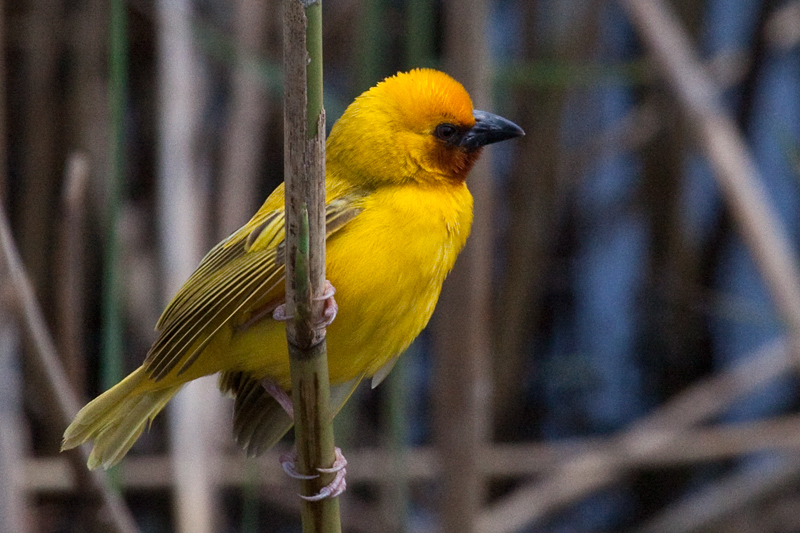 Southern Brown-throated Weaver, en route St. Lucia to Mkuze, KwaZulu-Natal, South Africa