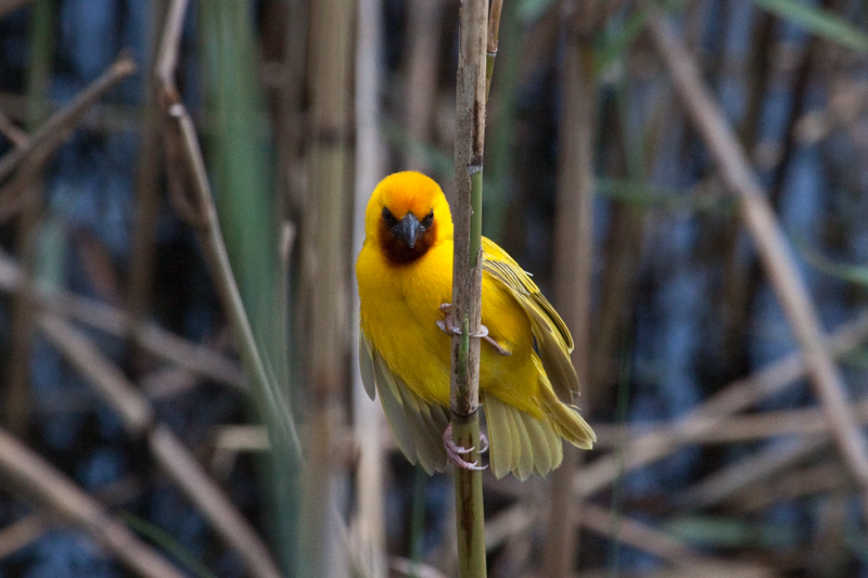 Southern Brown-throated Weaver, en route St. Lucia to Mkuze, KwaZulu-Natal, South Africa