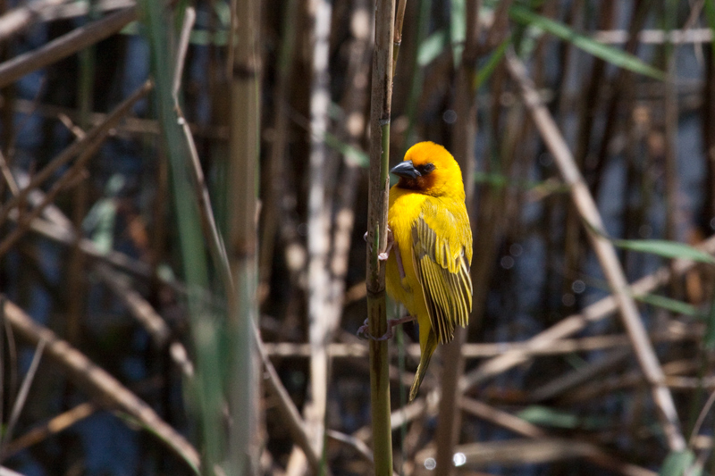 Southern Brown-throated Weaver, en route St. Lucia to Mkuze, KwaZulu-Natal, South Africa