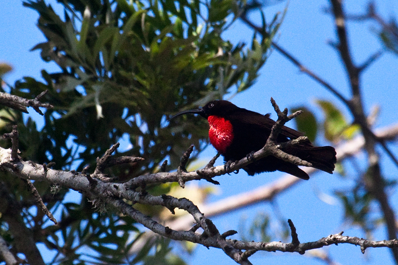 Scarlet-chested Sunbird, en route St. Lucia to Mkuze, KwaZulu-Natal, South Africa