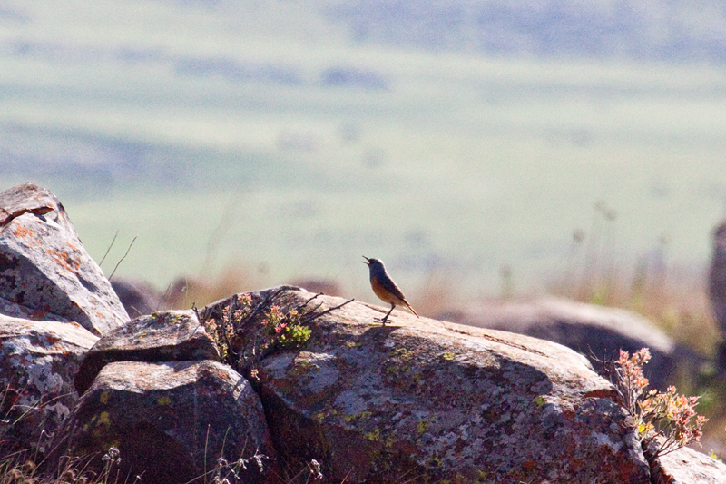 Sentinel Rock-Thrush, Dullstroom, South Africa