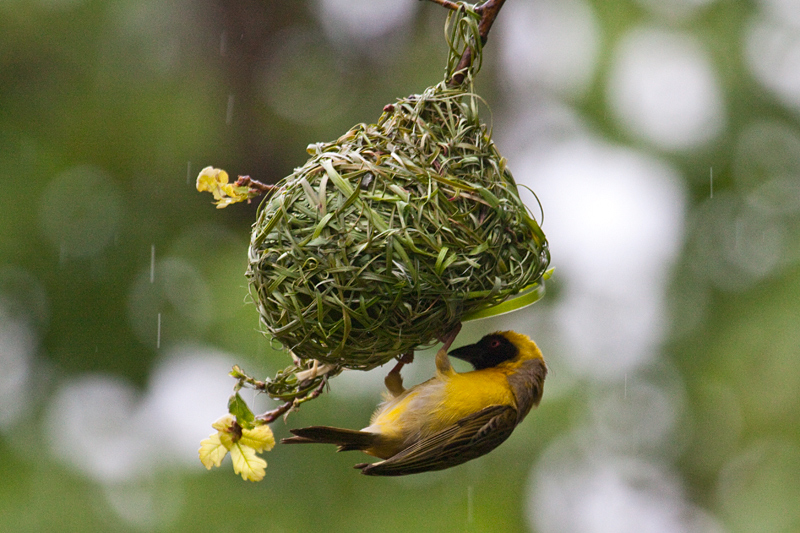 Nesting Southern Masked Weaver, Ceres, South Africa