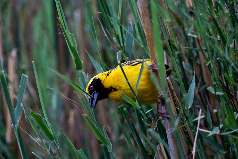 Southern Masked Weaver, Lake Panic Bird Hide, Kruger National Park, South Africa