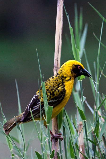 Southern Masked Weaver, Lake Panic Bird Hide, Kruger National Park, South Africa