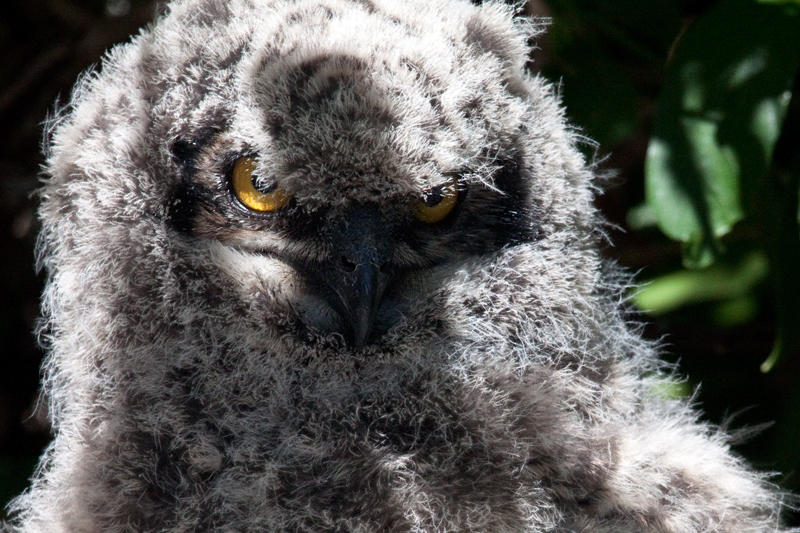 Juvenile Spotted Eagle-Owl, Kirstenbosch National Botanical Garden, Cape Town, South Africa