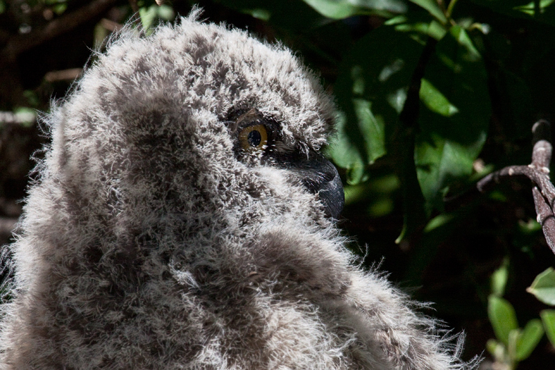 Juvenile Spotted Eagle-Owl, Kirstenbosch National Botanical Garden, Cape Town, South Africa