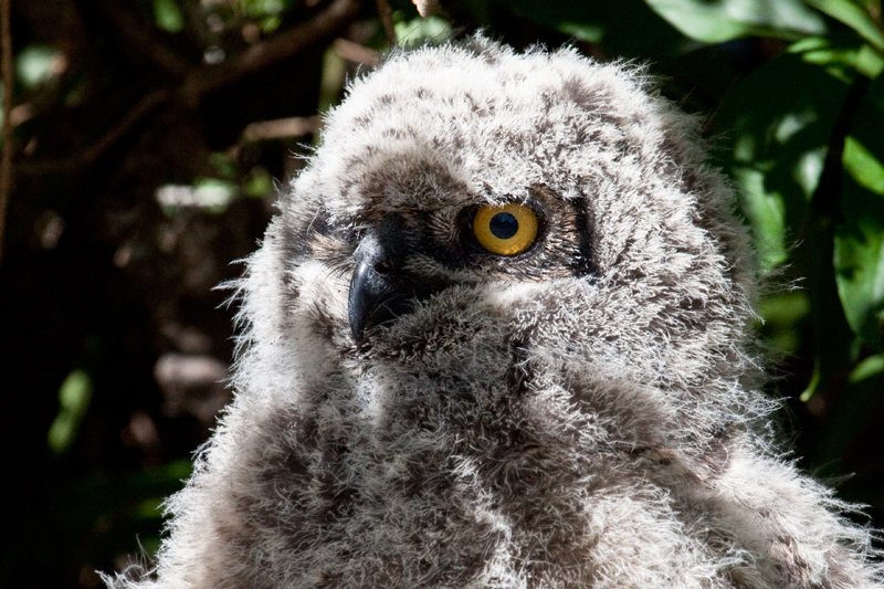 Juvenile Spotted Eagle-Owl, Kirstenbosch National Botanical Garden, Cape Town, South Africa