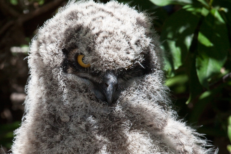 Juvenile Spotted Eagle-Owl, Kirstenbosch National Botanical Garden, Cape Town, South Africa