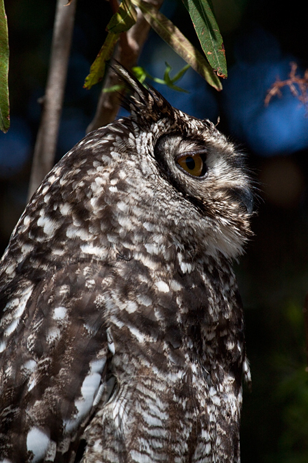 Adult Spotted Eagle-Owl, Kirstenbosch National Botanical Garden, Cape Town, South Africa