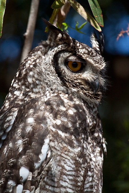 Adult Spotted Eagle-Owl, Kirstenbosch National Botanical Garden, Cape Town, South Africa