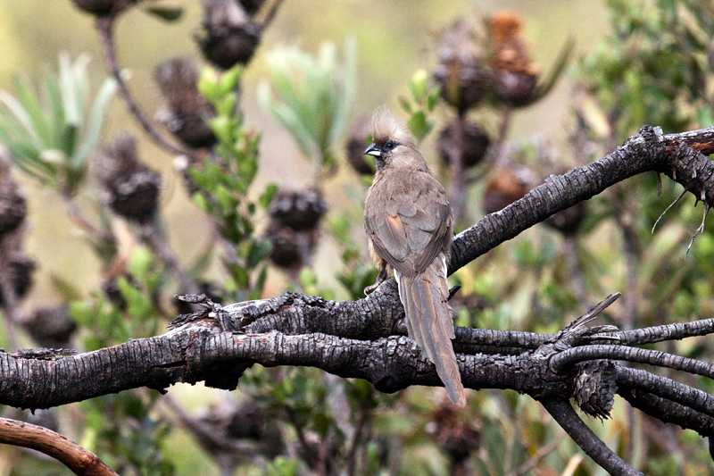 Speckled Mousebird, Fernkloof Nature Reserve, Hermanus, South Africa