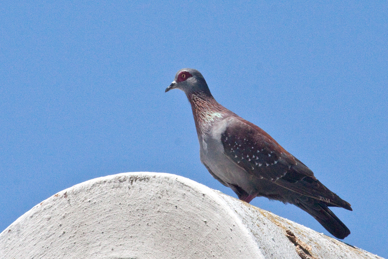 Speckled Pigeon, West Cape National Park, South Africa