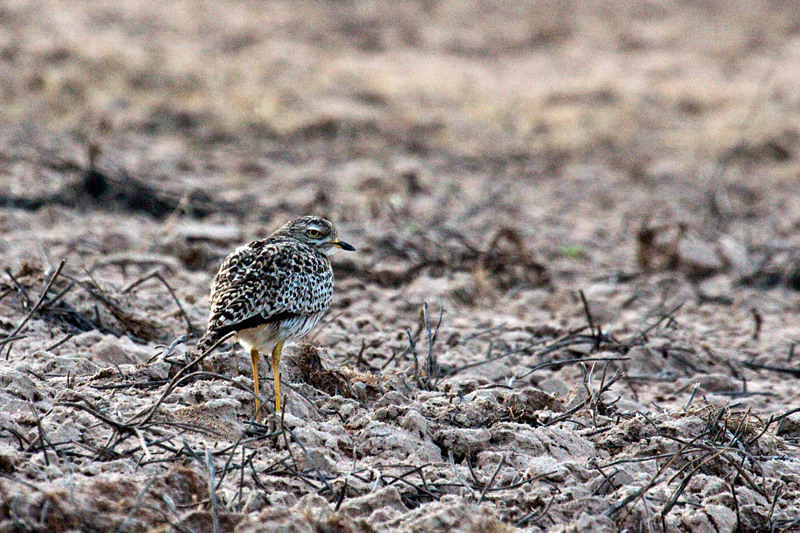 Spotted Thick-knee, Velddrif Salt Works, South Africa