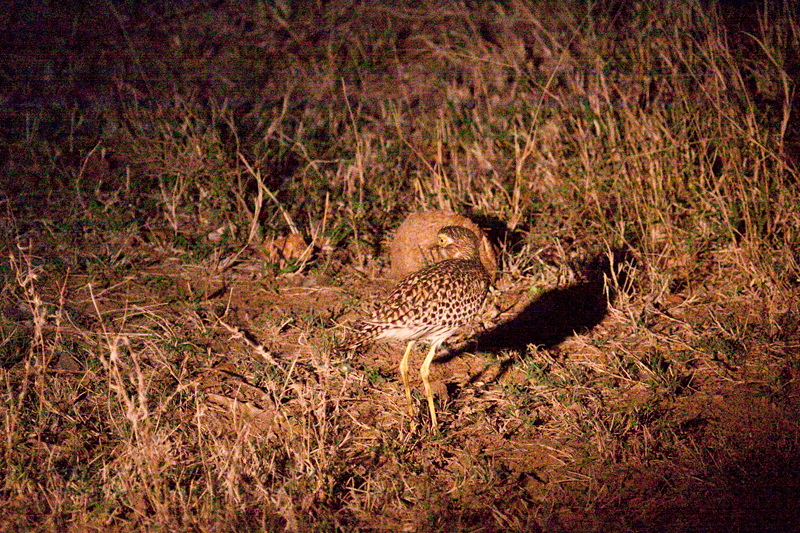 Spotted Thick-knee, Night Drive out of Olifant's Rest Camp, Kruger National Park, South Africa