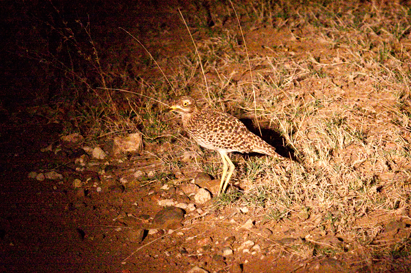 Spotted Thick-knee, Night Drive out of Olifant's Rest Camp, Kruger National Park, South Africa