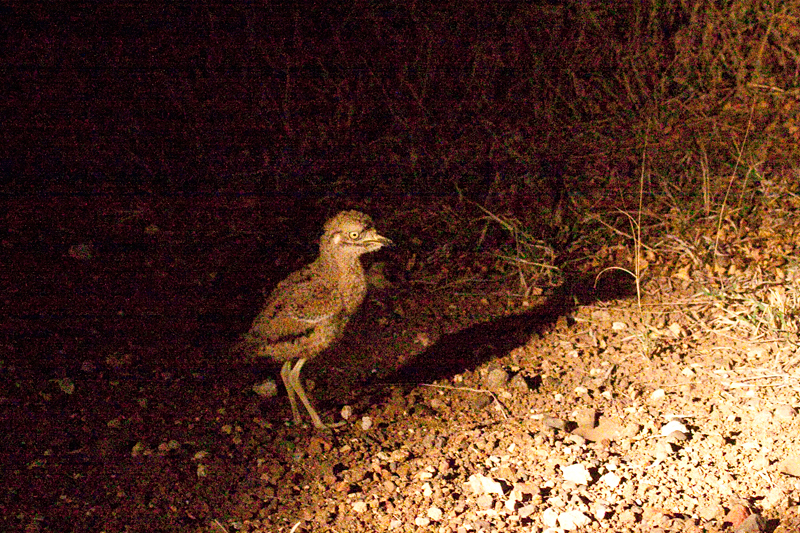 Juvenile Spotted Thick-knee, Night Drive out of Olifant's Rest Camp, Kruger National Park, South Africa