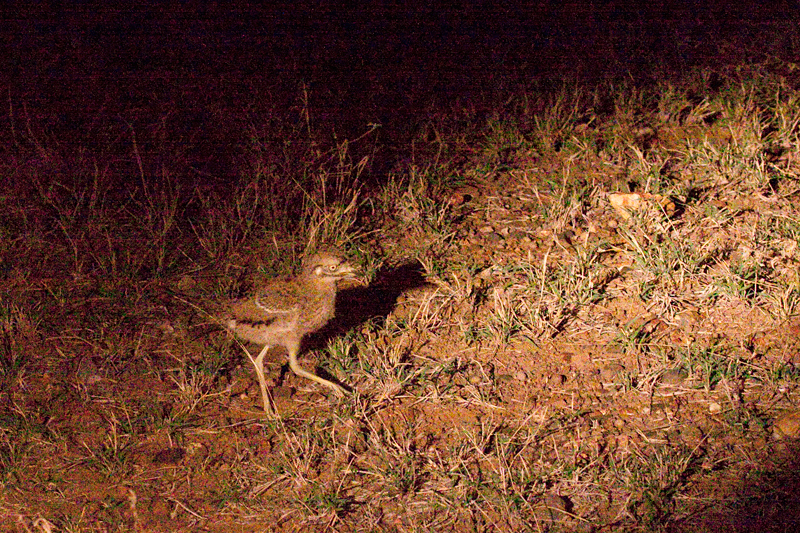 Juvenile Spotted Thick-knee, Night Drive out of Olifant's Rest Camp, Kruger National Park, South Africa