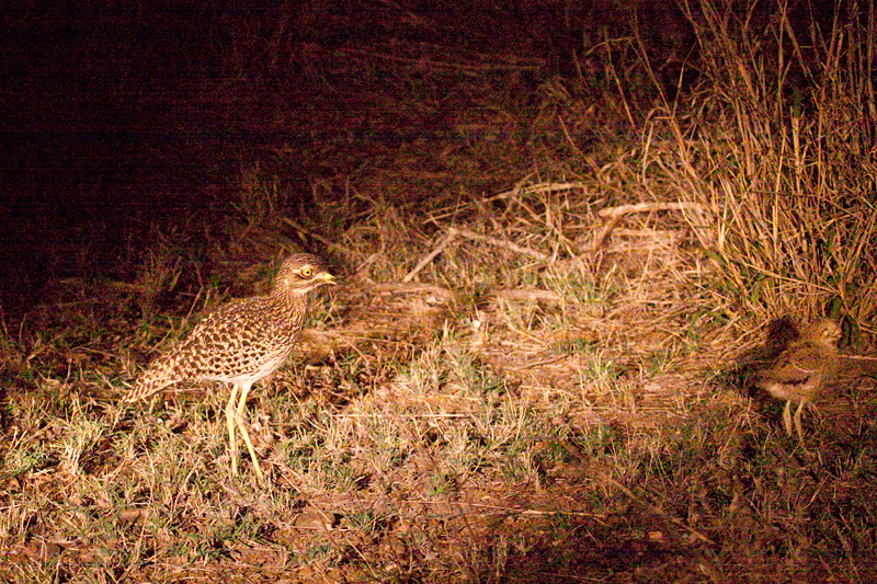 Spotted Thick-knee With Juvenile, Night Drive out of Olifant's Rest Camp, Kruger National Park, South Africa