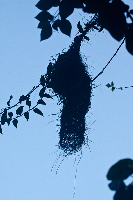 Spectacled Weaver Nest, Umhlanga, South Africa