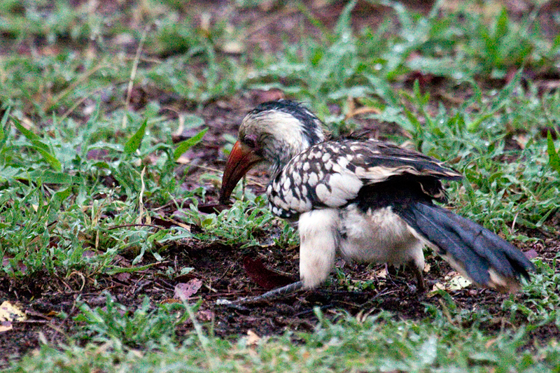 Southern Red-billed Hornbill, Satara Rest Camp, Kruger National Park, South Africa