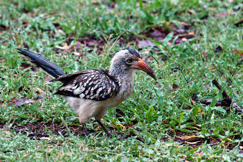 Southern Red-billed Hornbill, Satara Rest Camp, Kruger National Park, South Africa