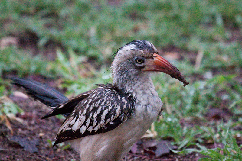 Southern Red-billed Hornbill, Satara Rest Camp, Kruger National Park, South Africa