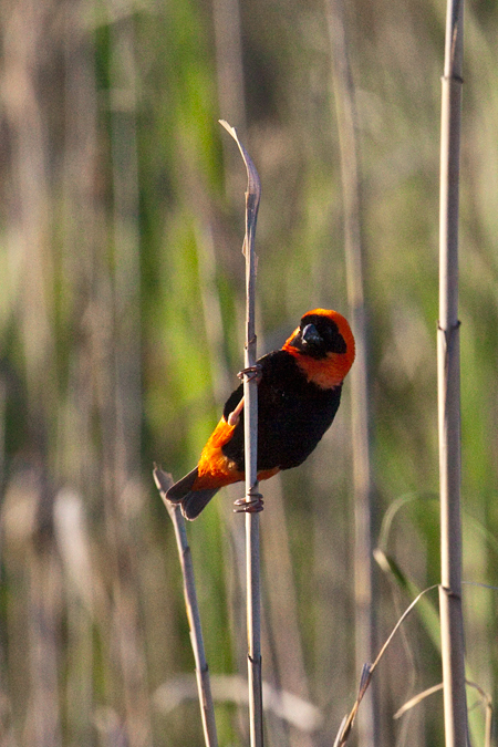 Southern Red Bishop, Ceres, South Africa