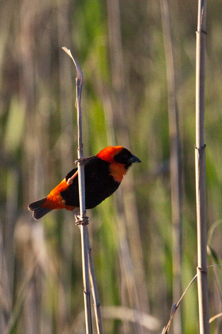 Southern Red Bishop, Ceres, South Africa