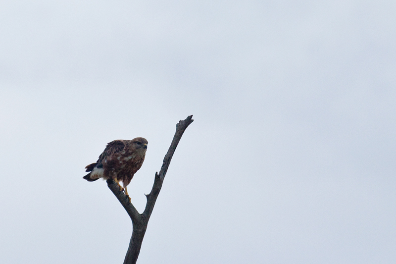 Steppe Buzzard (Common  Buzzard), Cape Vidal, iSimangaliso Wetland Park, KwaZulu-Natal, South Africa