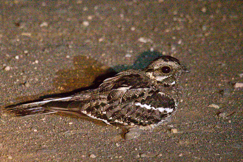 Square-tailed Nightjar (Mozambique Nightjar), Night Drive out of Satara Rest Camp, Kruger National Park, South Africa